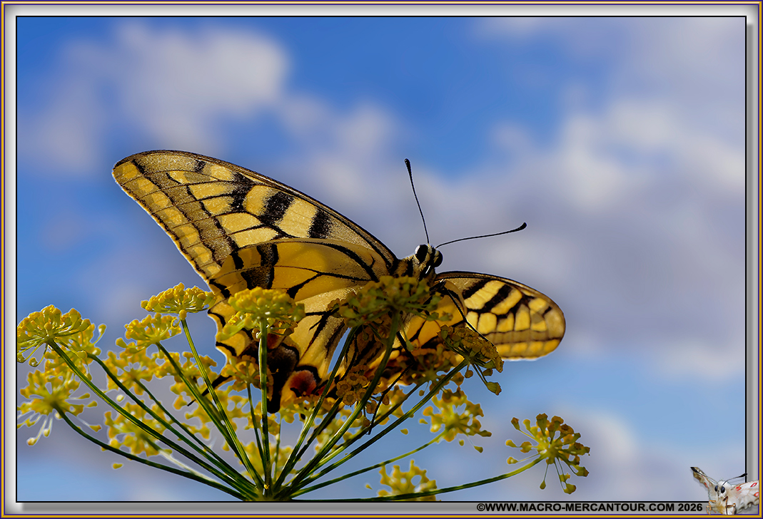 Machaons